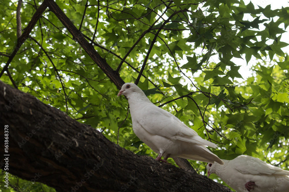 White pigeon on tree branch White pigeon on tree branch
