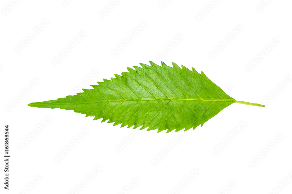 Obraz premium Tecoma stans leaf