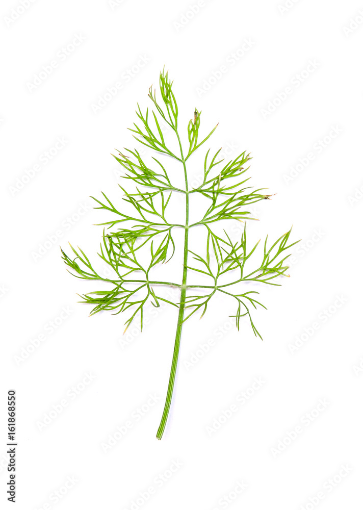 Dill leaves - Dill weed