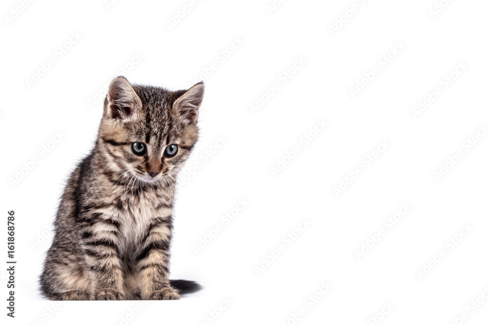 Fototapeta premium Portrait cat close up