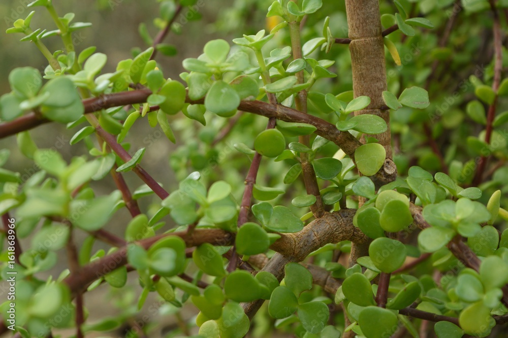 多肉植物 ポルツラカリア・アフラ