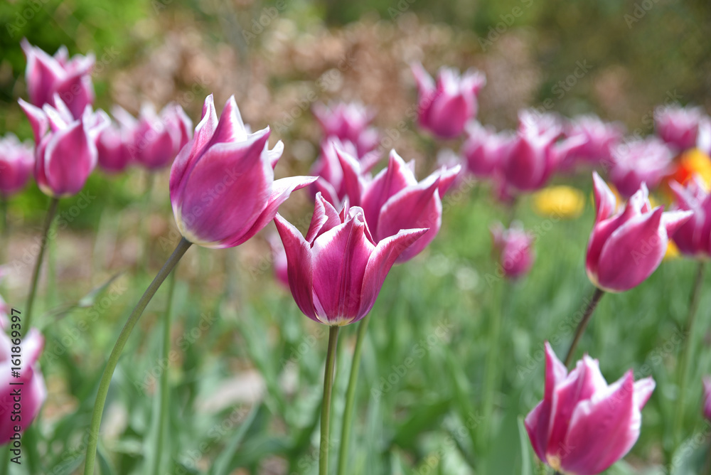 Tulipes violettes au printemps au jardin