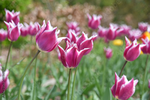 Tulipes violettes au printemps au jardin