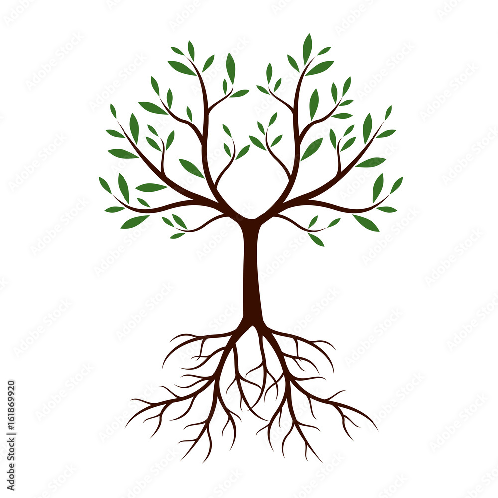 Fototapeta premium Natural Tree with Leaves and Roots. Vector Illustration.