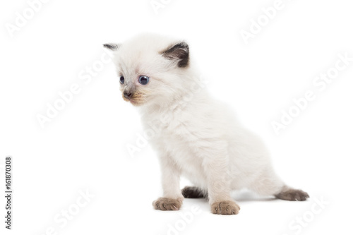 Fototapeta Naklejka Na Ścianę i Meble -  kitten on a white background
