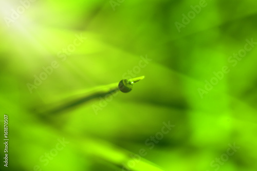 Abstract of nature green grass with drop water on top leaf for background. © thongchainak