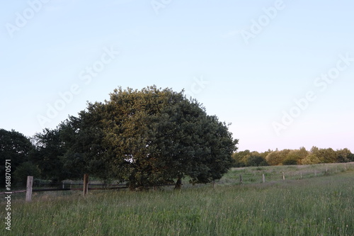 Ritterhude im Sommer bei Sonnenuntergang photo