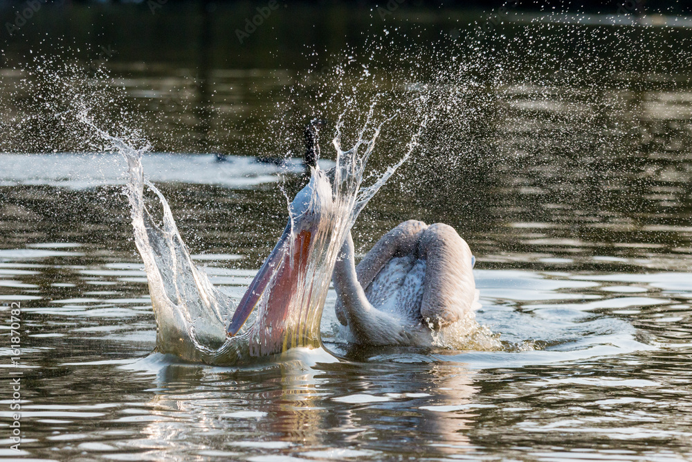 Adult Dalmatian Pelican is trying to catch a fish Adult Dalmatian Pelican is trying to catch a fish