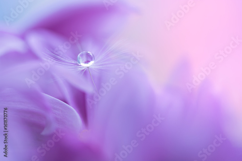Фотография The seed of a dandelion with water drop on purple flower