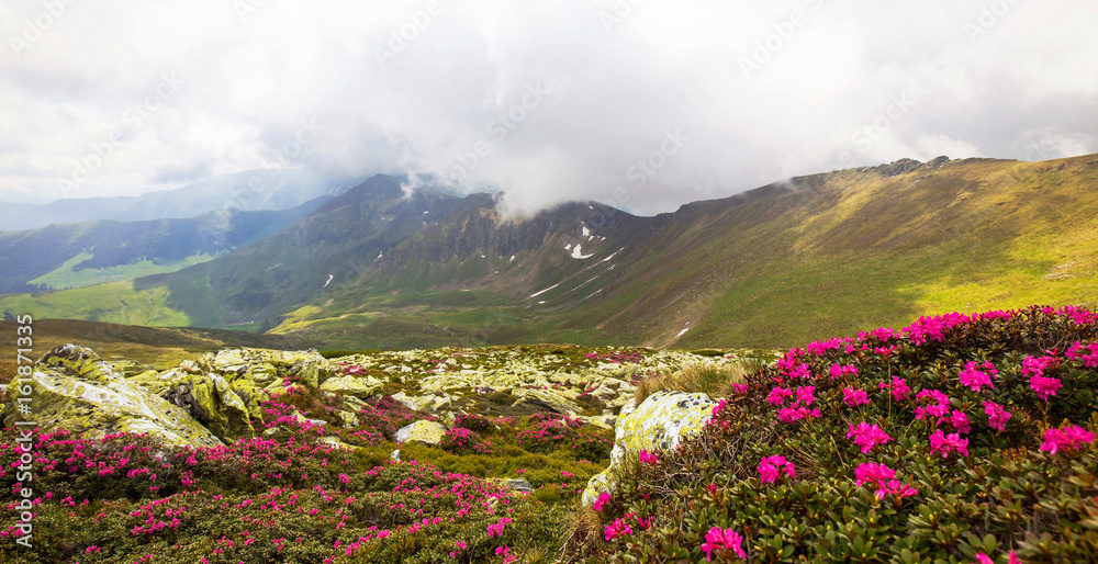 Mountain ridge landscape view with fog and closeup Rhododendron flowers