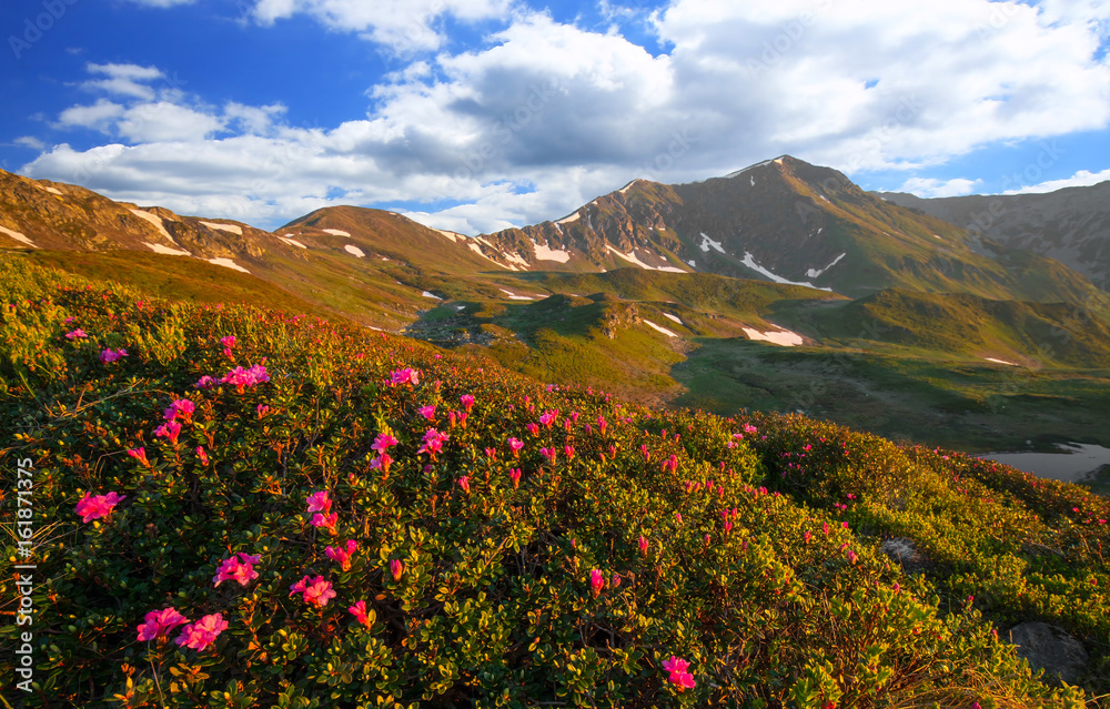Sunny mountain ridge landscape in spring with Rhododendron flowers, scenic alpine view