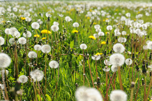 Pusteblumen oder l  wenzahnbl  ten