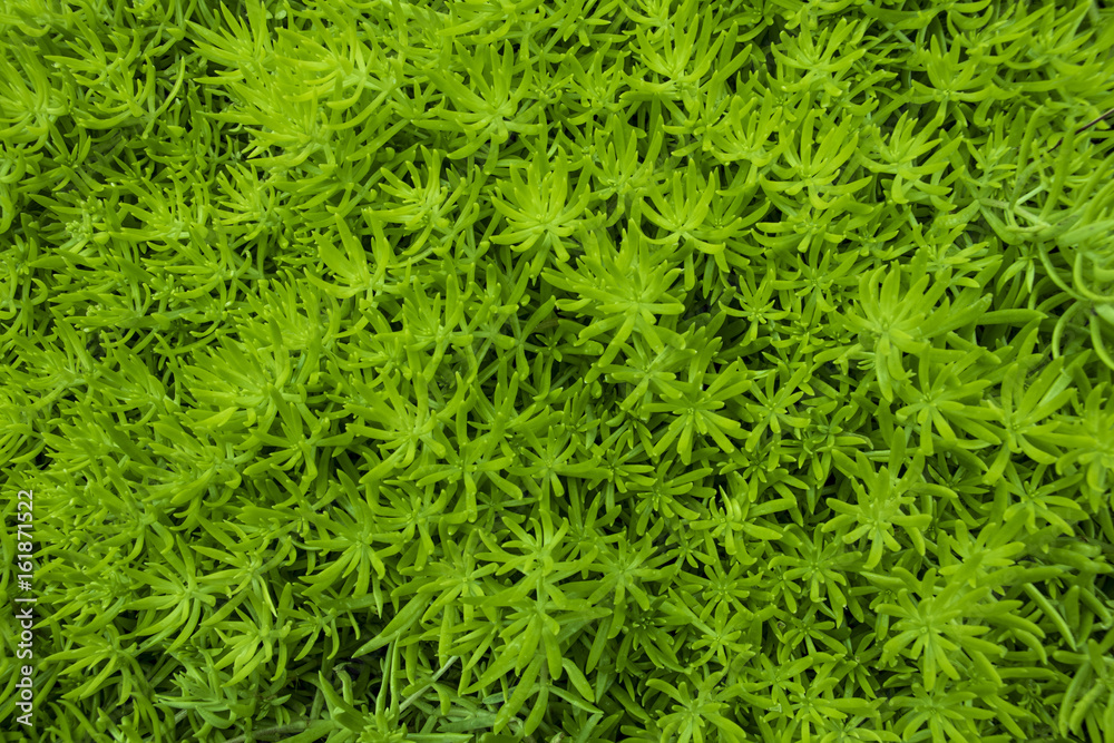 Flower of plants garden on holiday, background nature Flower of plants garden on holiday, background nature