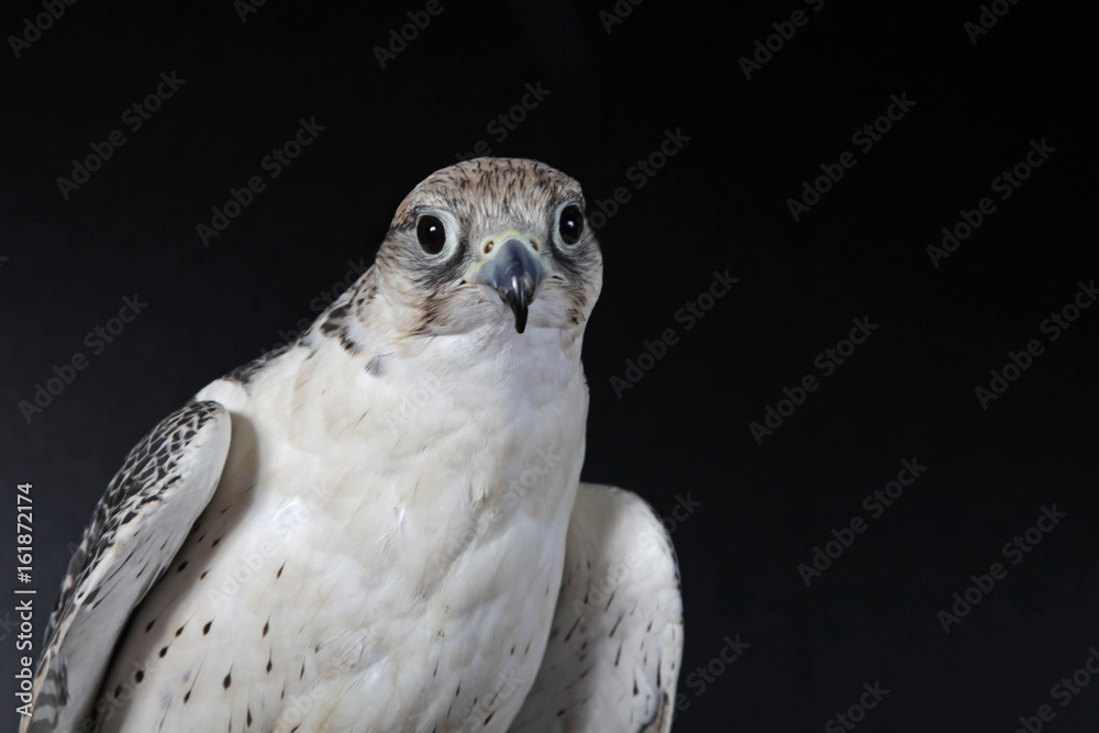 Gerfalke weißer Falke im Studio StockFoto Adobe Stock