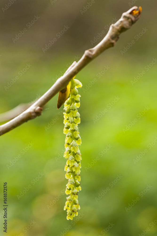 Fototapeta premium Birch blossom