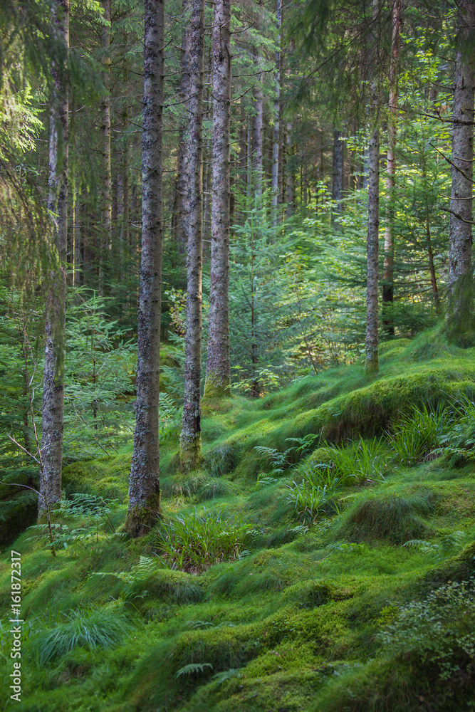 Dense forest on the slope covered with mossy stones, Norway