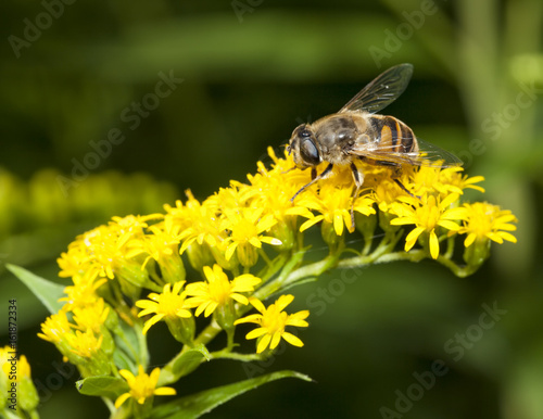 Bee collecting pollen on Canadian goldenrod blossom