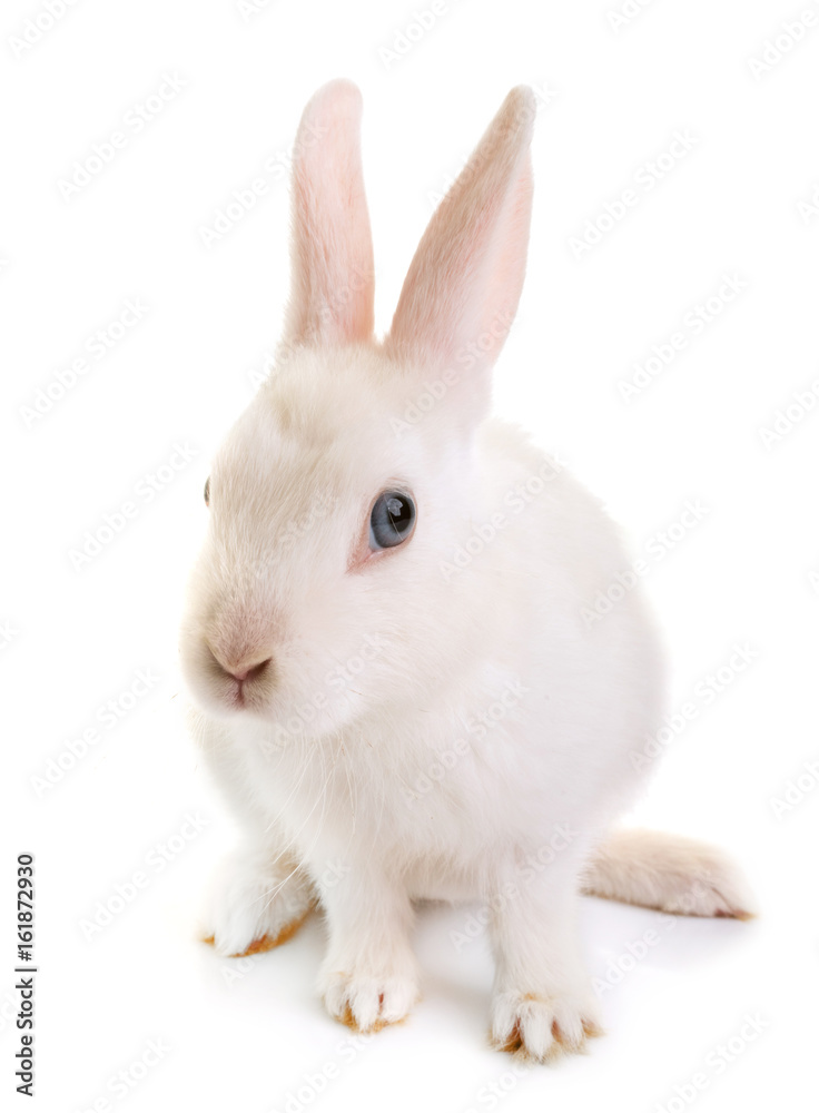 rabbit in studio rabbit in studio