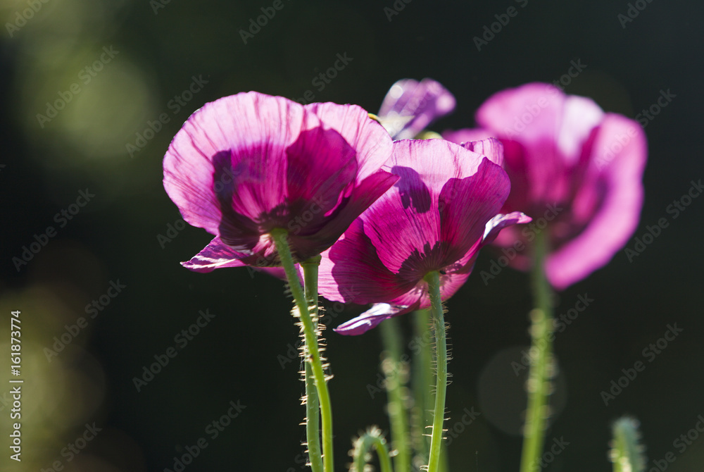 Purple opium poppy flowers