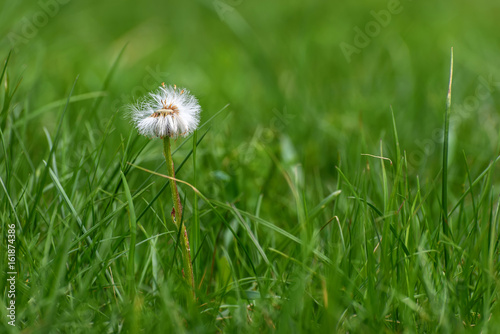 dandelion white flower fluffy close-up