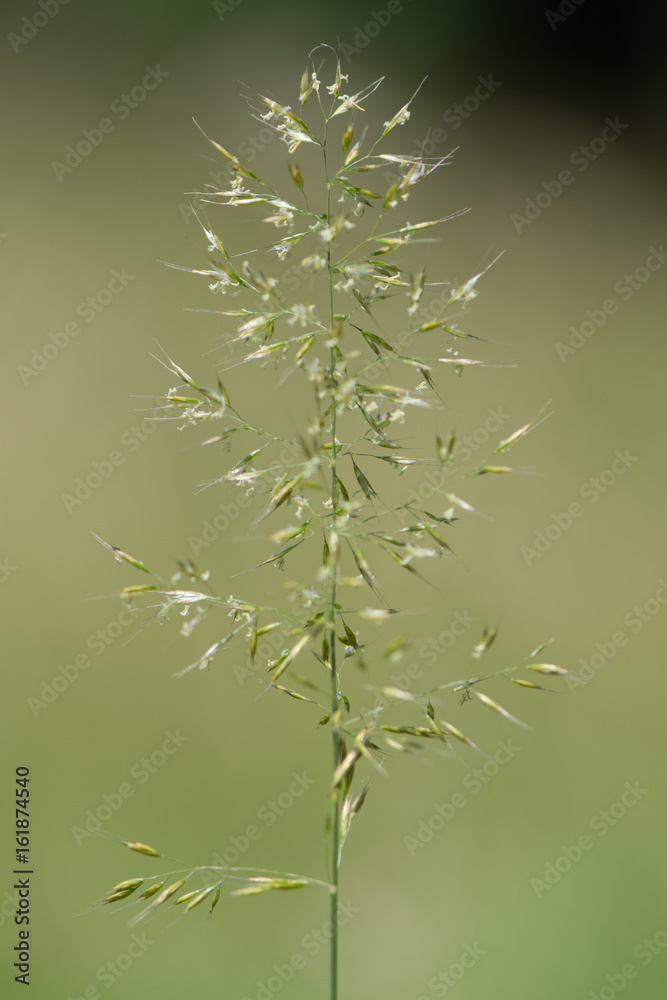 Yellow oat-grass (Trisetum flavescens) in flower. Inflorescence of perennial plant in the family Poaceae, growing in British grassland Yellow oat-grass (Trisetum flavescens) in flower. Inflorescence of perennial plant in the family Poaceae, growing in British grassland