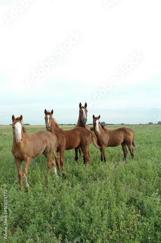 cuatro caballos