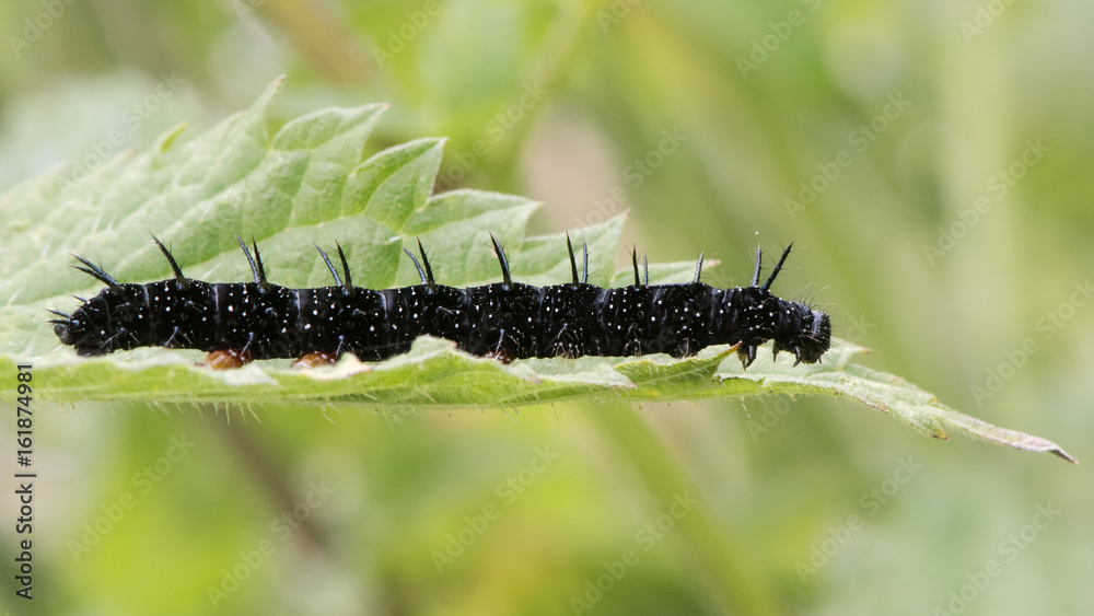 Obraz premium Peacock butterfly (Aglais io) late instar caterpillar. Impressive larva in the family Nymphalidae feeding on stinging nettle (Urtica dioica)