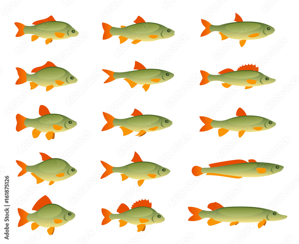 Set of various fish on a white background Set of various fish on a white background