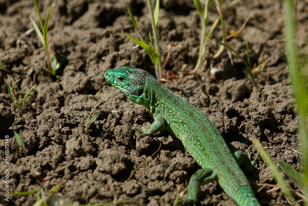 green lizard is on the sun light. Close up view green lizard is on the sun light. Close up view