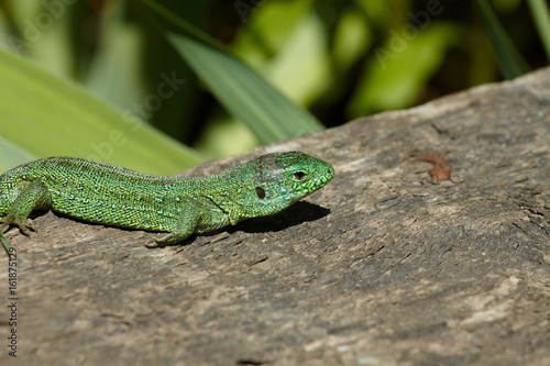 green lizard is on the sun light. Close up view