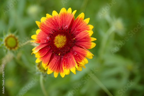 Red chamomile flower. Close up view
