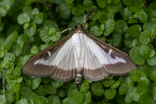 Box tree moth (Cydalima perspectalis). Insect in the family Crambidae, introduced into Europe and a pest species of box (Buxus sp.)