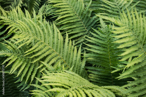 Fern. Abstract background of green fern leaves. The texture of the fern. Selective focus.