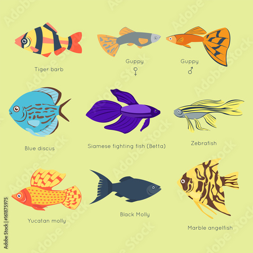 Exotic tropical fish different colors underwater ocean species aquatic nature flat isolated vector illustration