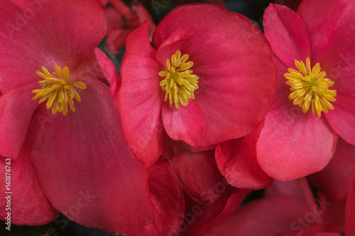 three flowers of love and heart