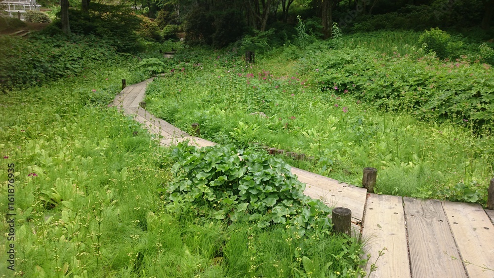 Obraz premium 森の散歩道