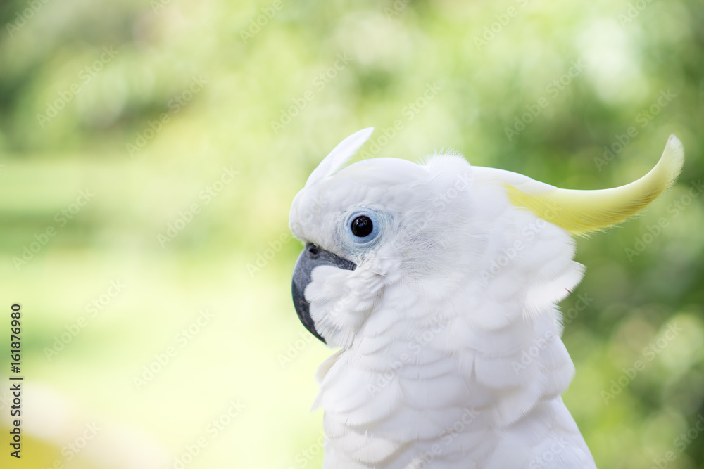 Close up white parrot on green nature background Close up white parrot on green nature background