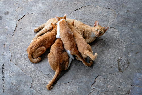 Five Yellow Tabby Cat Relax On The Floor,Thailand.