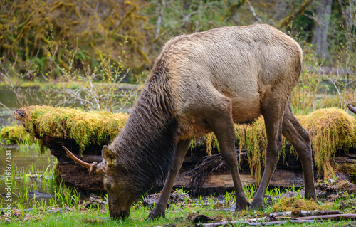 Large Elk, Hoh Rainforest in Olympic National Park