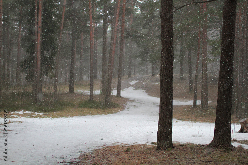landscape of winter forest and snow landscape of winter forest and snow