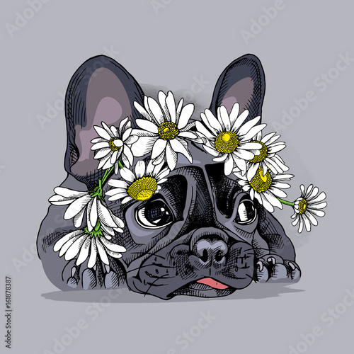 French Bulldog in a Chamomile crown. Vector illustration.