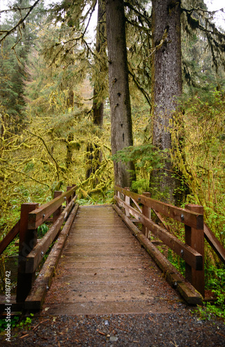 Footbridge Along Trail, Hoh Rainforest in Olympic National Park