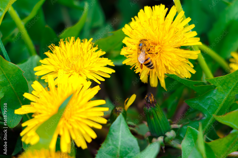 Bee on dandelions in grass. Nature background. Close up. Bee on dandelions in grass. Nature background. Close up.