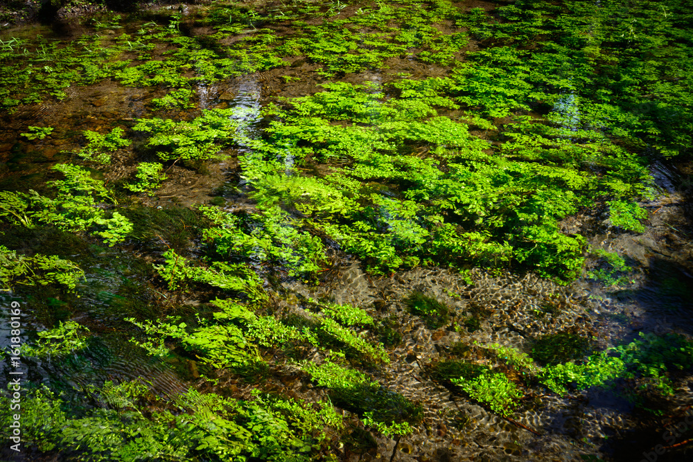 Quinault Rainforest in Olympic National Park