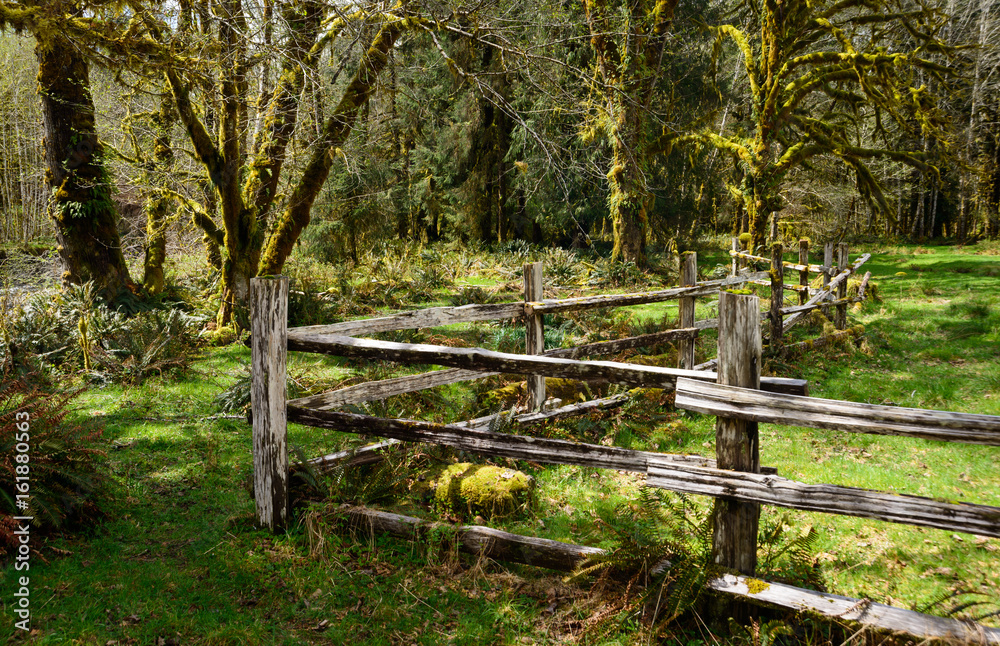 Kestner Homestead at Quinault Rainforest in Olympic National Park