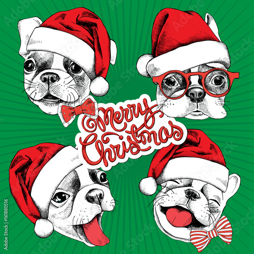 Christmas set. Portrait of cheerful French bulldog in a Santa hat with a bow. Vector illustration.