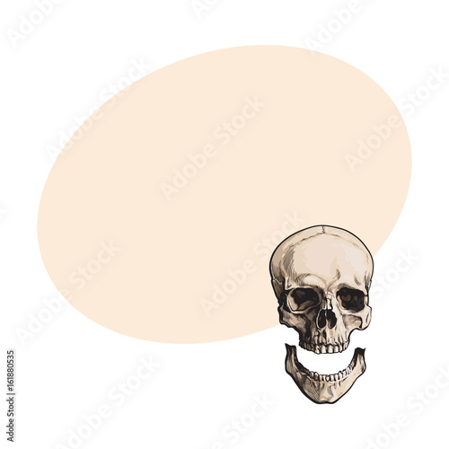 Hand drawn human skull, anatomical model with separated lower jaw, jawbone, sketch style vector illustration with space for text. Realistic hand drawing of human skull with separated jawbone