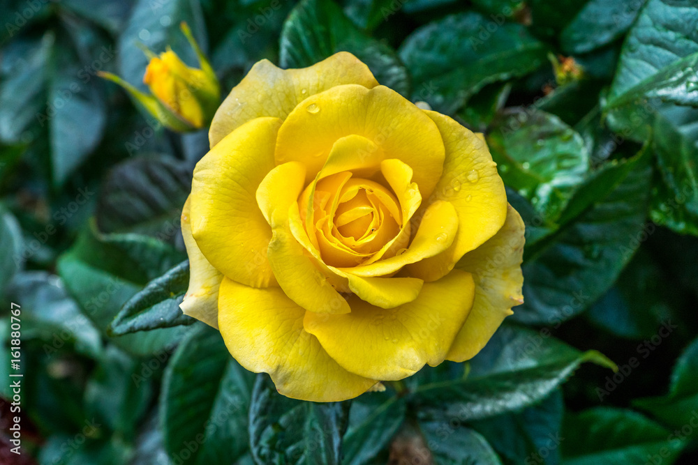 Obraz premium Yellow rose called Glenfiddich.