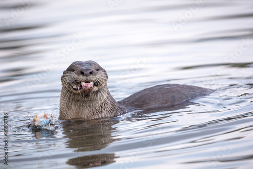 Otter having a meal