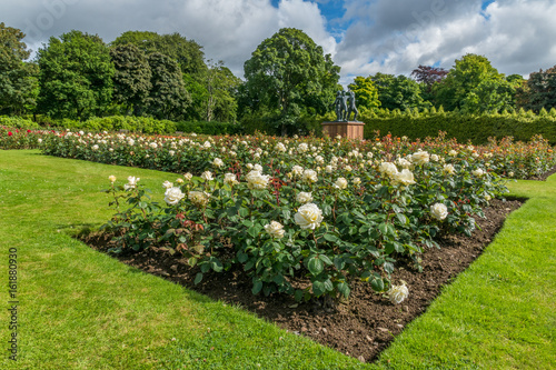 White roses in Hazlehead.